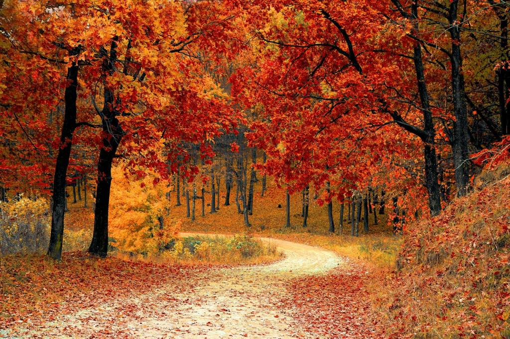 A forest in autumn with trees and a winding path.